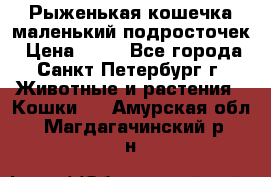 Рыженькая кошечка маленький подросточек › Цена ­ 10 - Все города, Санкт-Петербург г. Животные и растения » Кошки   . Амурская обл.,Магдагачинский р-н